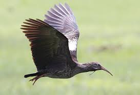 Wattled Ibis
